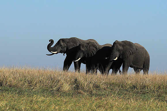 Kafue NP