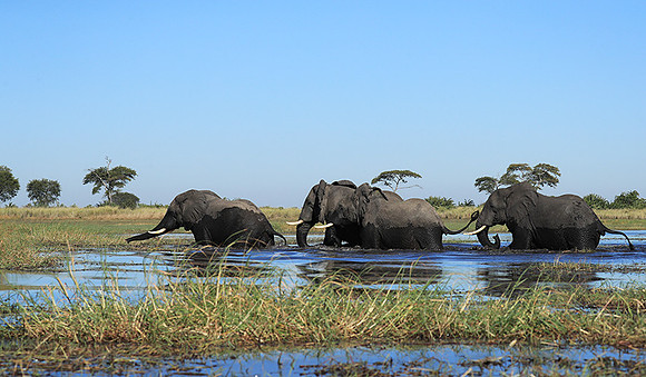 Kafue NP