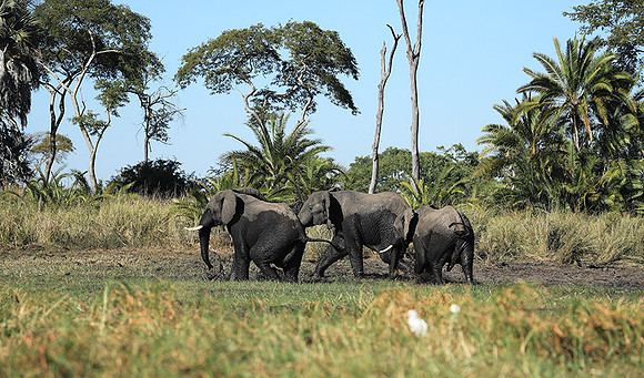 Kafue NP
