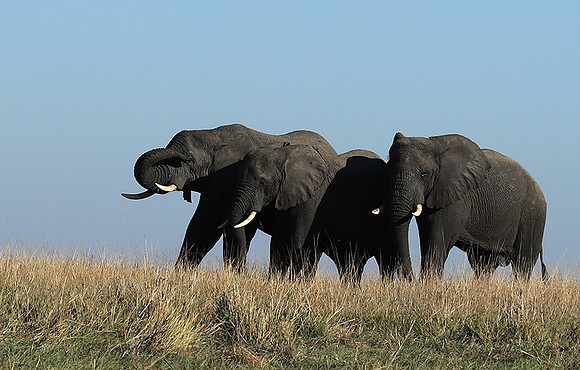 Kafue NP