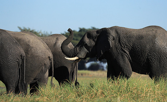 Kafue NP