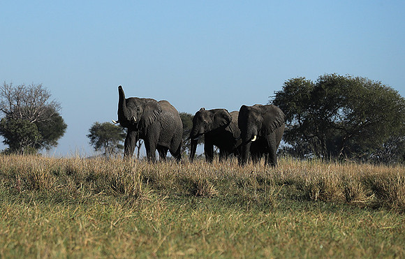 Kafue NP