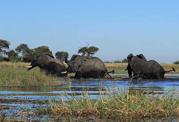 Kafue NP