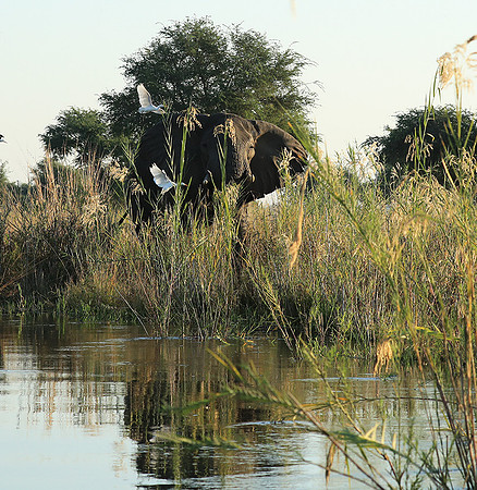 Lower Zambezi NP