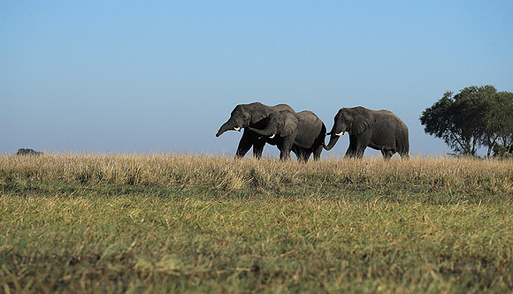 Kafue NP