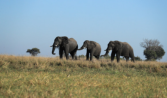 Kafue NP