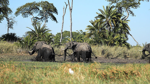 Kafue NP