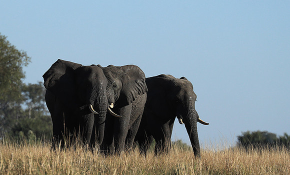 Kafue NP