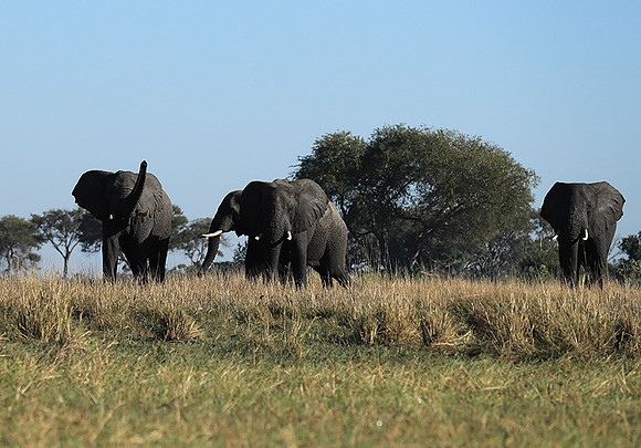 Kafue NP