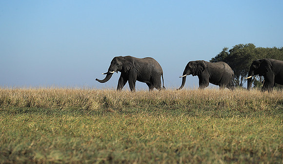 Kafue NP