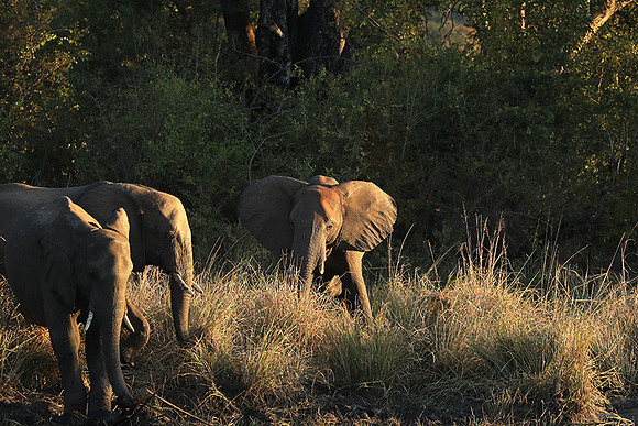 Livingstone