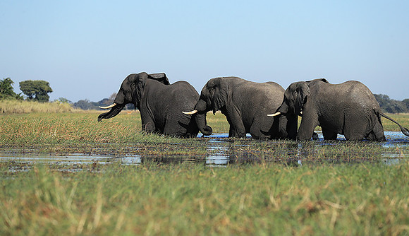 Kafue NP