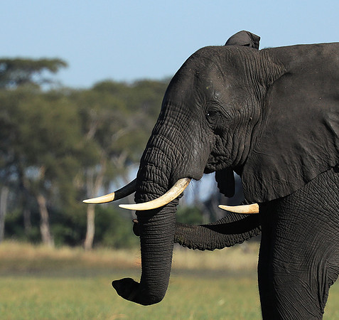 Kafue NP