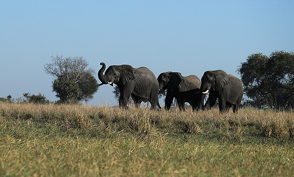 Kafue NP