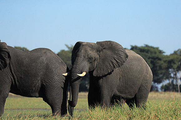 Kafue NP
