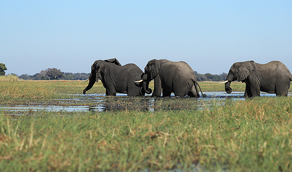 Kafue NP