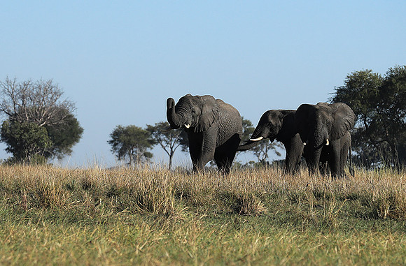 Kafue NP
