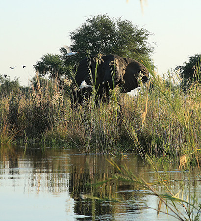 Lower Zambezi NP