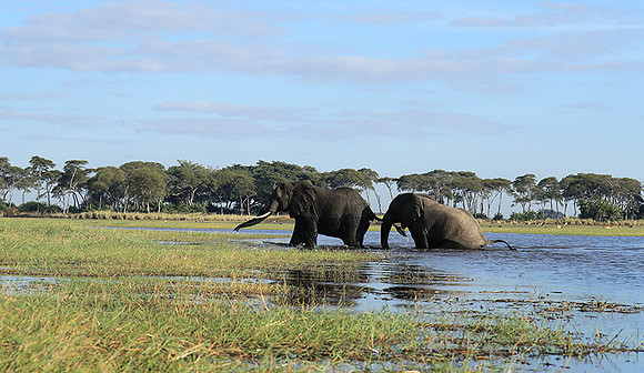 Kafue NP