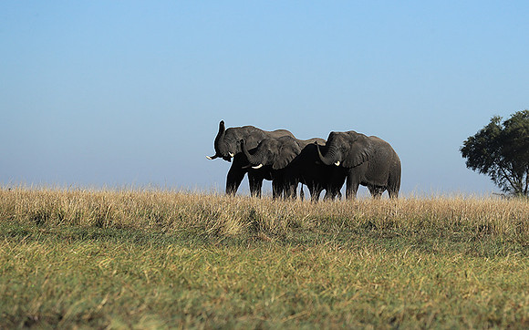 Kafue NP