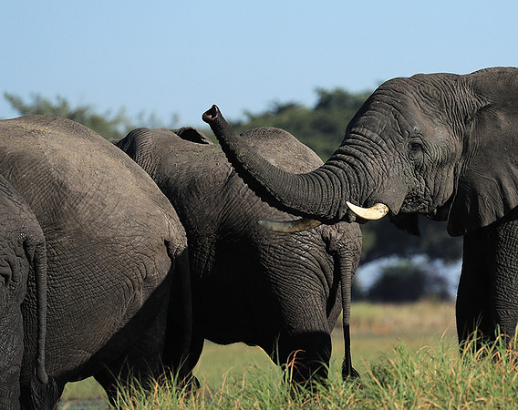 Kafue NP