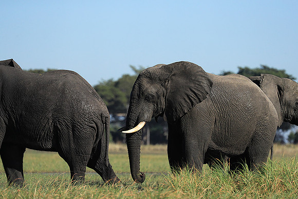 Kafue NP
