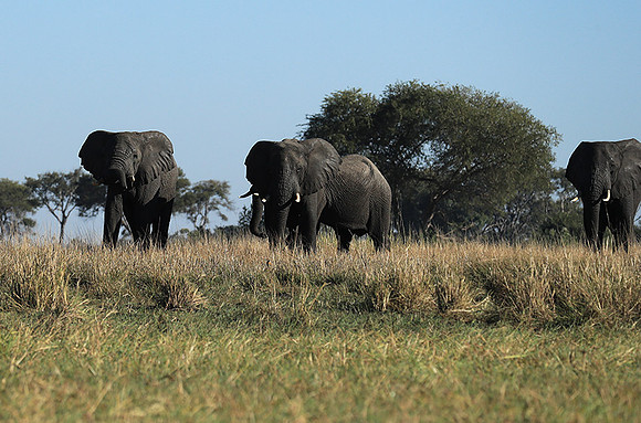 Kafue NP