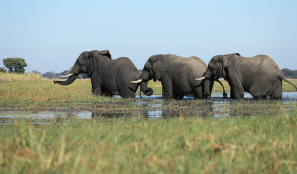 Kafue NP