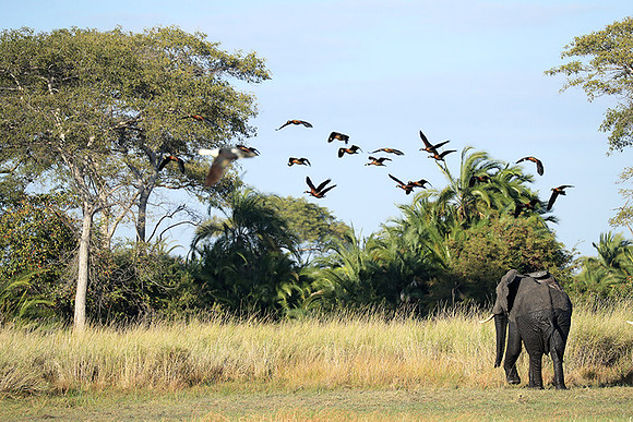 Kafue NP