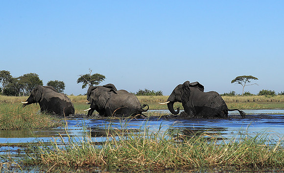 Kafue NP