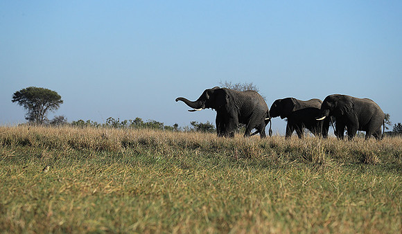 Kafue NP