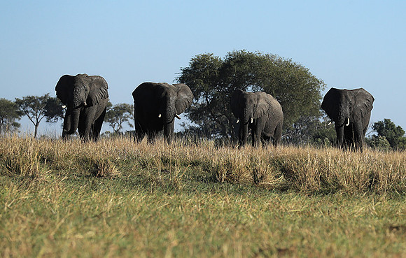 Kafue NP