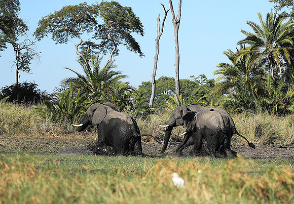 Kafue NP