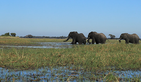 Kafue NP