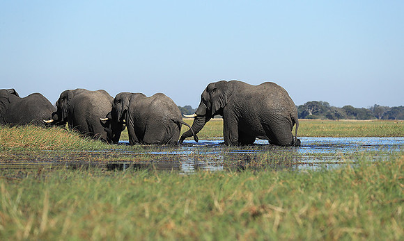 Kafue NP