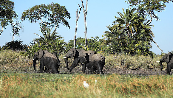 Kafue NP