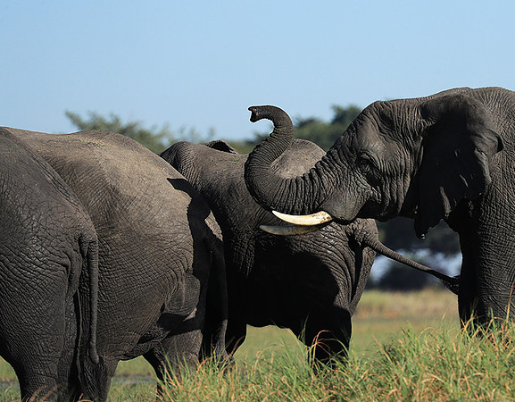 Kafue NP
