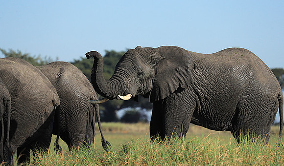 Kafue NP