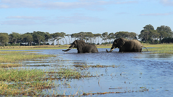 Kafue NP