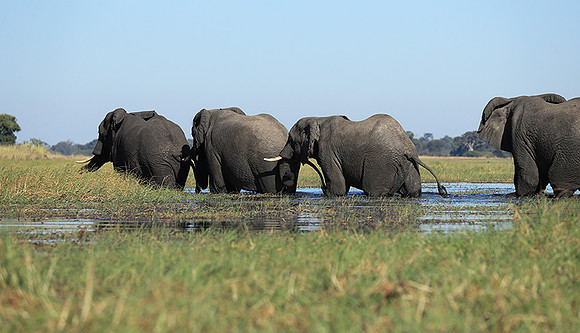 Kafue NP