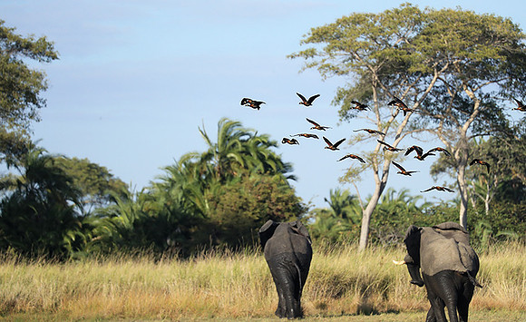 Kafue NP