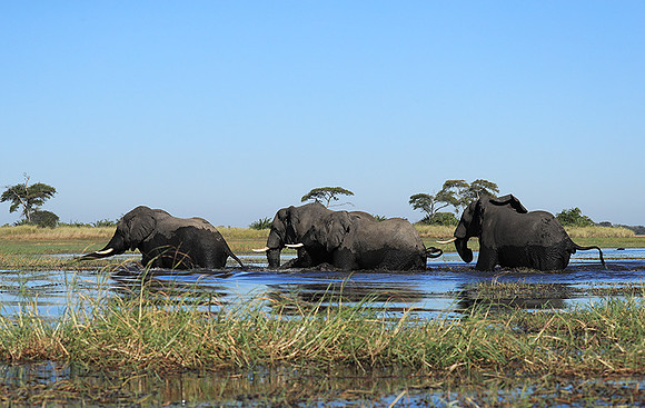 Kafue NP