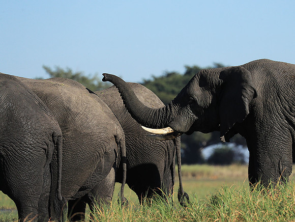 Kafue NP