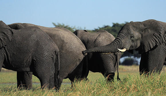 Kafue NP