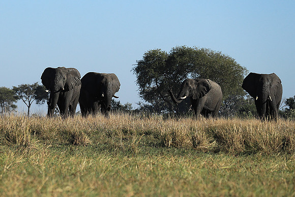 Kafue NP