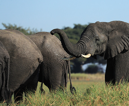 Kafue NP
