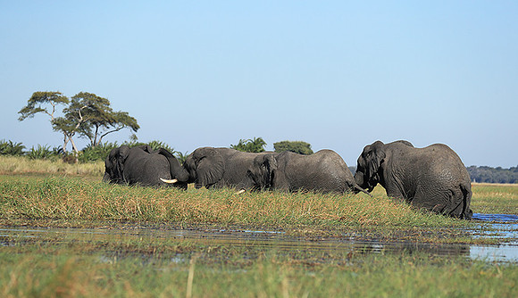 Kafue NP