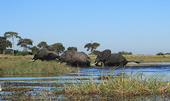 Kafue NP
