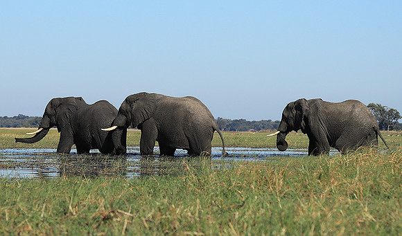 Kafue NP