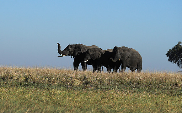 Kafue NP